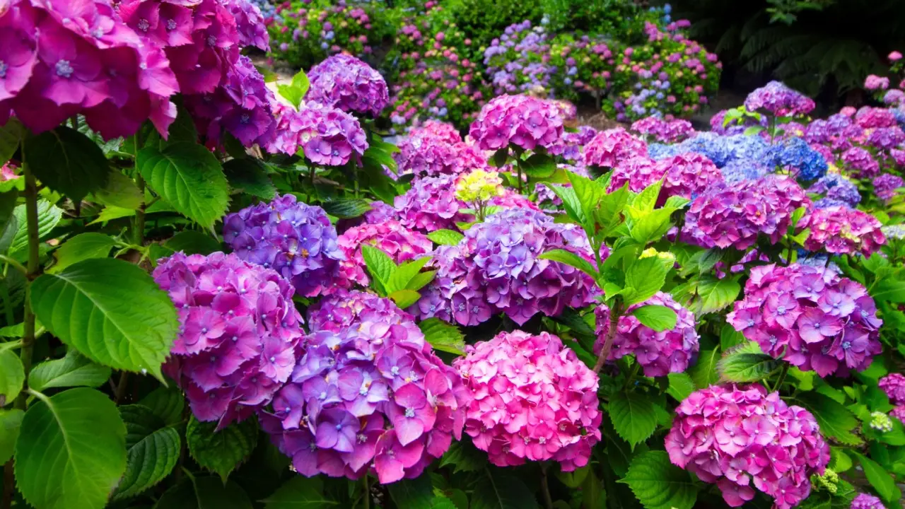 Hai delle ortensie in giardino? Ecco cosa puoi fare a giugno Hai delle ortensie in giardino? Ecco cosa puoi fare a giugno