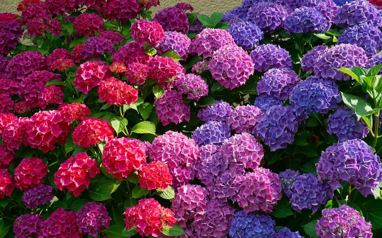 Hai delle ortensie in giardino? Ecco cosa puoi fare a giugno Hai delle ortensie in giardino? Ecco cosa puoi fare a giugno