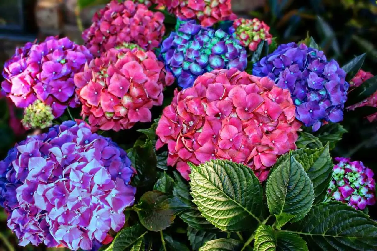 Hai delle ortensie in giardino? Ecco cosa puoi fare a giugno Hai delle ortensie in giardino? Ecco cosa puoi fare a giugno