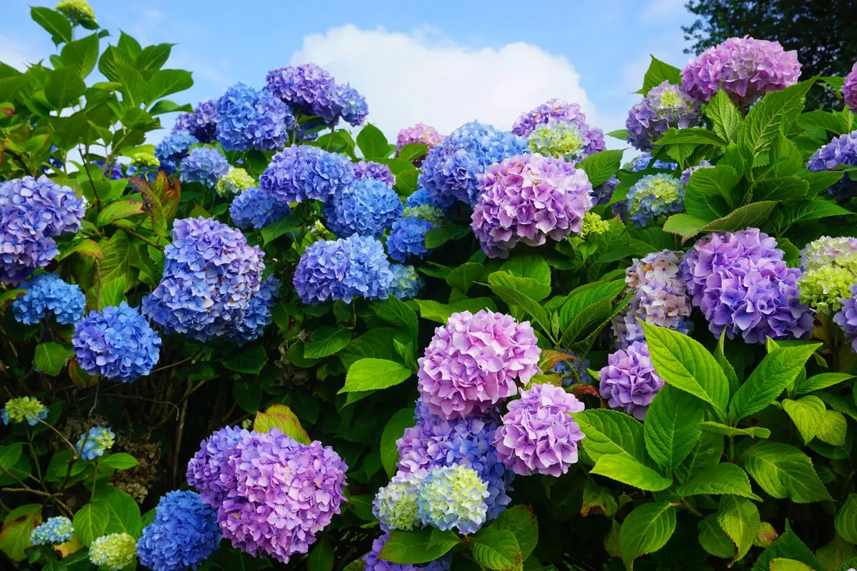 Hai delle ortensie in giardino? Ecco cosa puoi fare a giugno Hai delle ortensie in giardino? Ecco cosa puoi fare a giugno