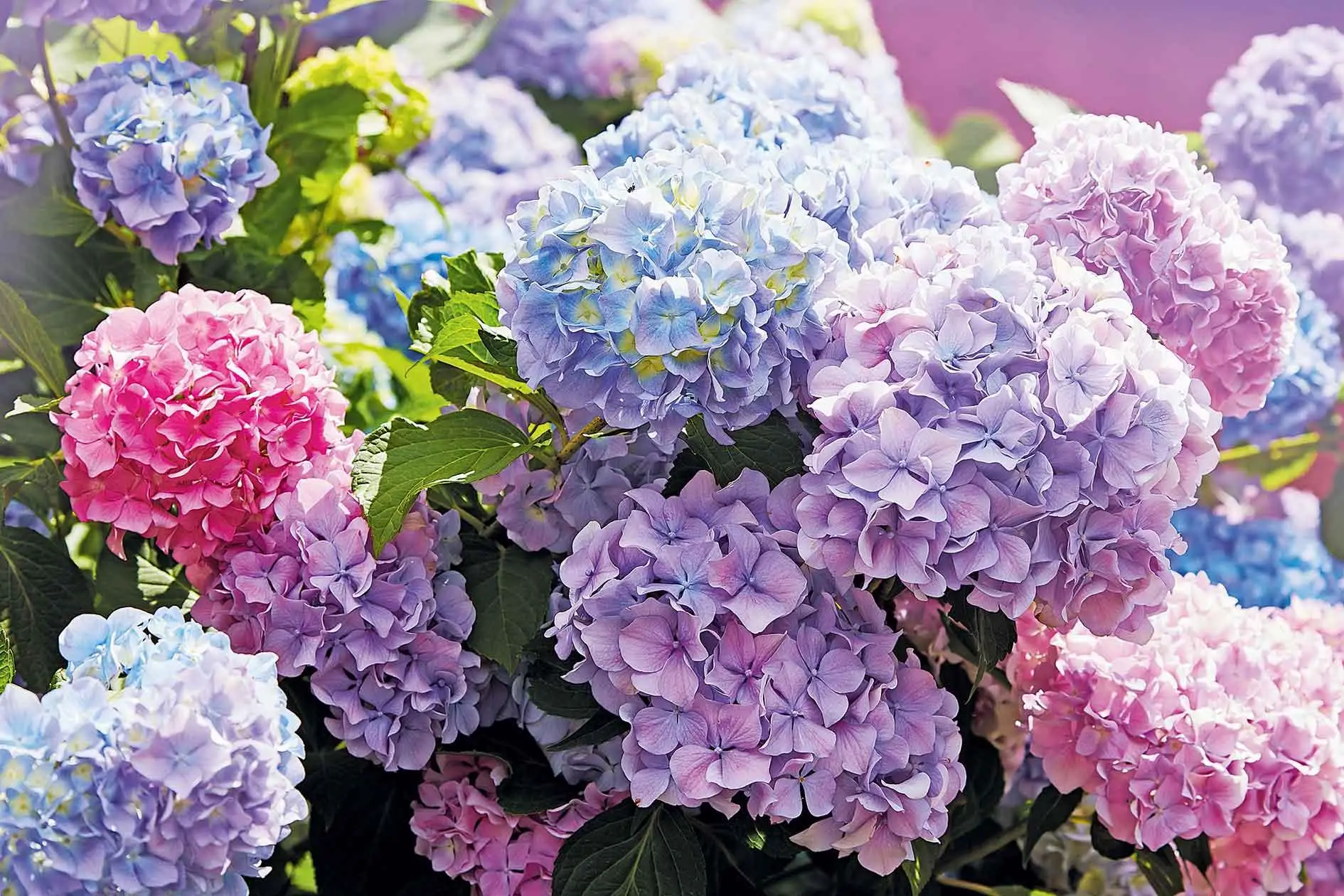 Hai delle ortensie in giardino? Ecco cosa puoi fare a giugno Hai delle ortensie in giardino? Ecco cosa puoi fare a giugno