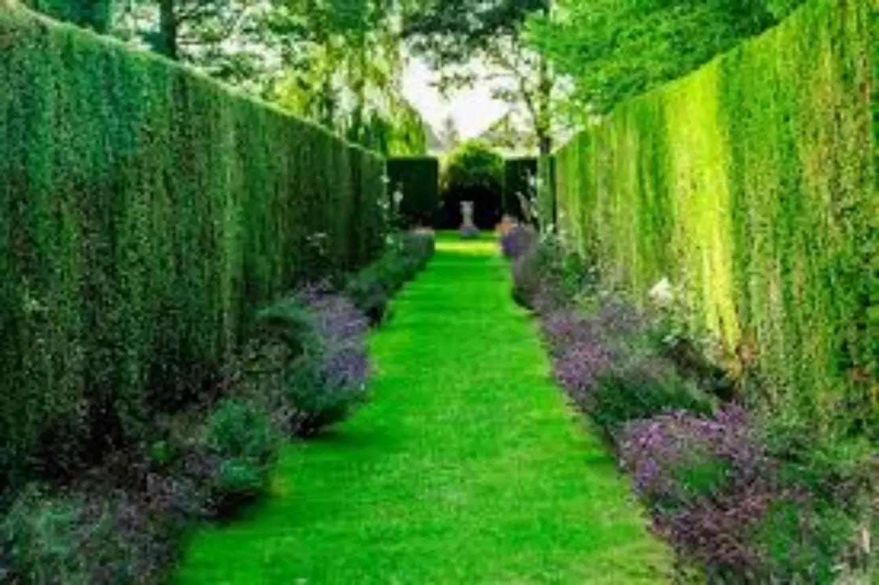 Il bicarbonato: un semplice trucco per risolvere velocemente i problemi del tuo giardino Il bicarbonato: un semplice trucco per risolvere velocemente i problemi del tuo giardino