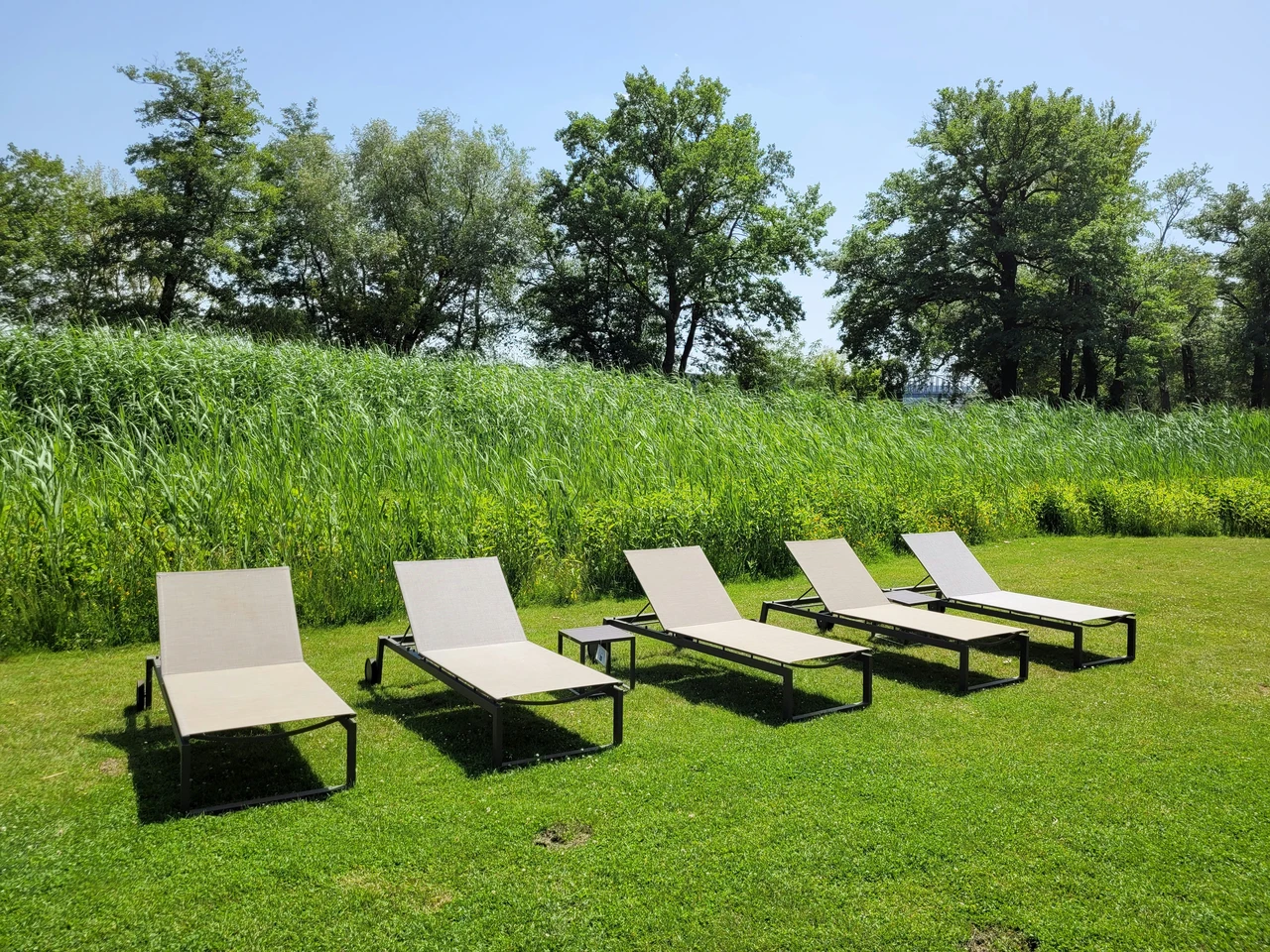 Il bicarbonato: un semplice trucco per risolvere velocemente i problemi del tuo giardino Il bicarbonato: un semplice trucco per risolvere velocemente i problemi del tuo giardino