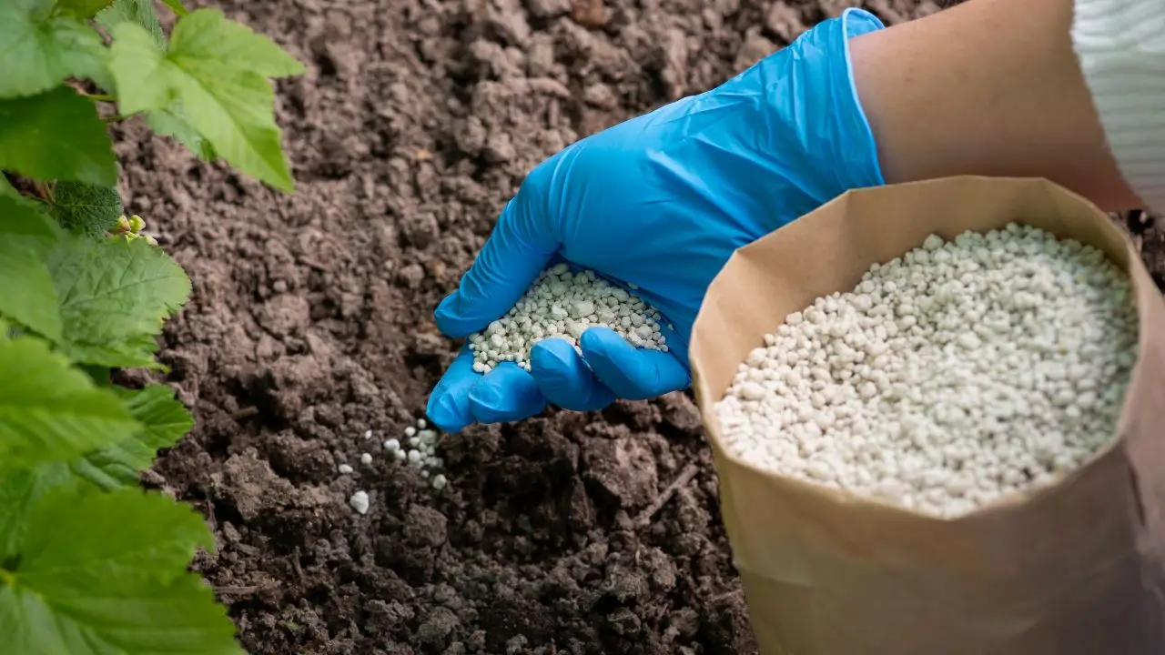 Il concime naturale che fa esplodere la crescita dei peperoni Il concime naturale che fa esplodere la crescita dei peperoni