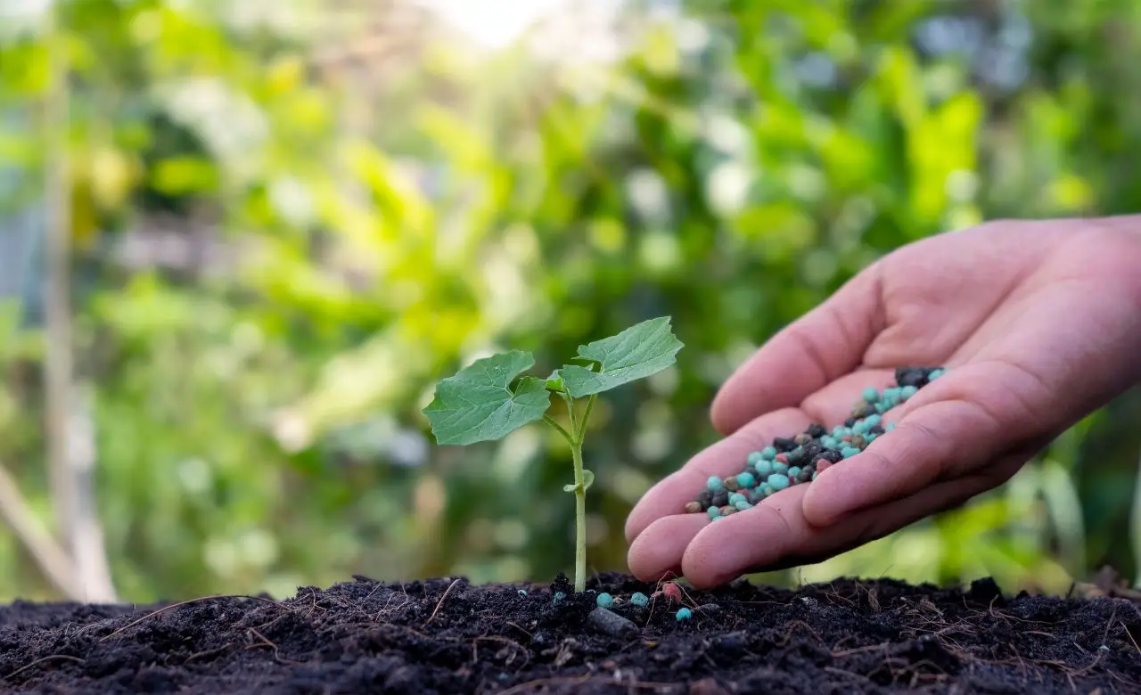 Il concime naturale che fa esplodere la crescita dei peperoni Il concime naturale che fa esplodere la crescita dei peperoni