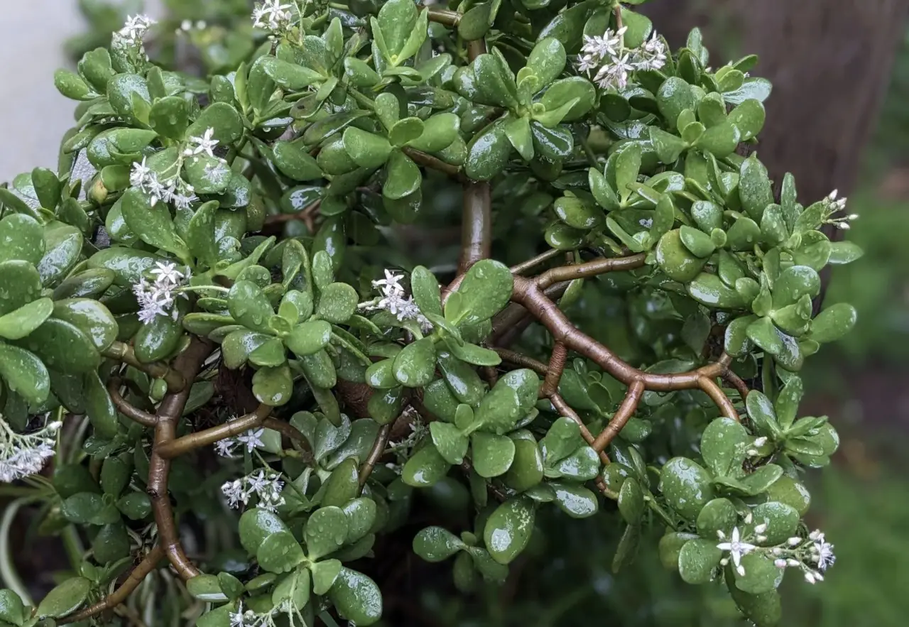 L’albero di giada si può tenere in casa? Ecco la risposta L’albero di giada si può tenere in casa? Ecco la risposta