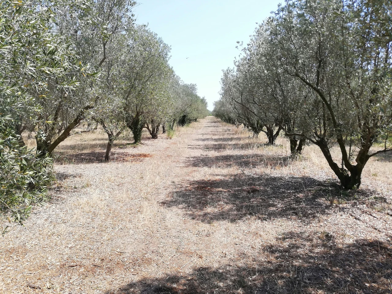 Terreno agricolo inutilizzato? La strategia per trasformarlo in una rendita stabile da oggi Terreno agricolo inutilizzato? La strategia per trasformarlo in una rendita stabile da oggi