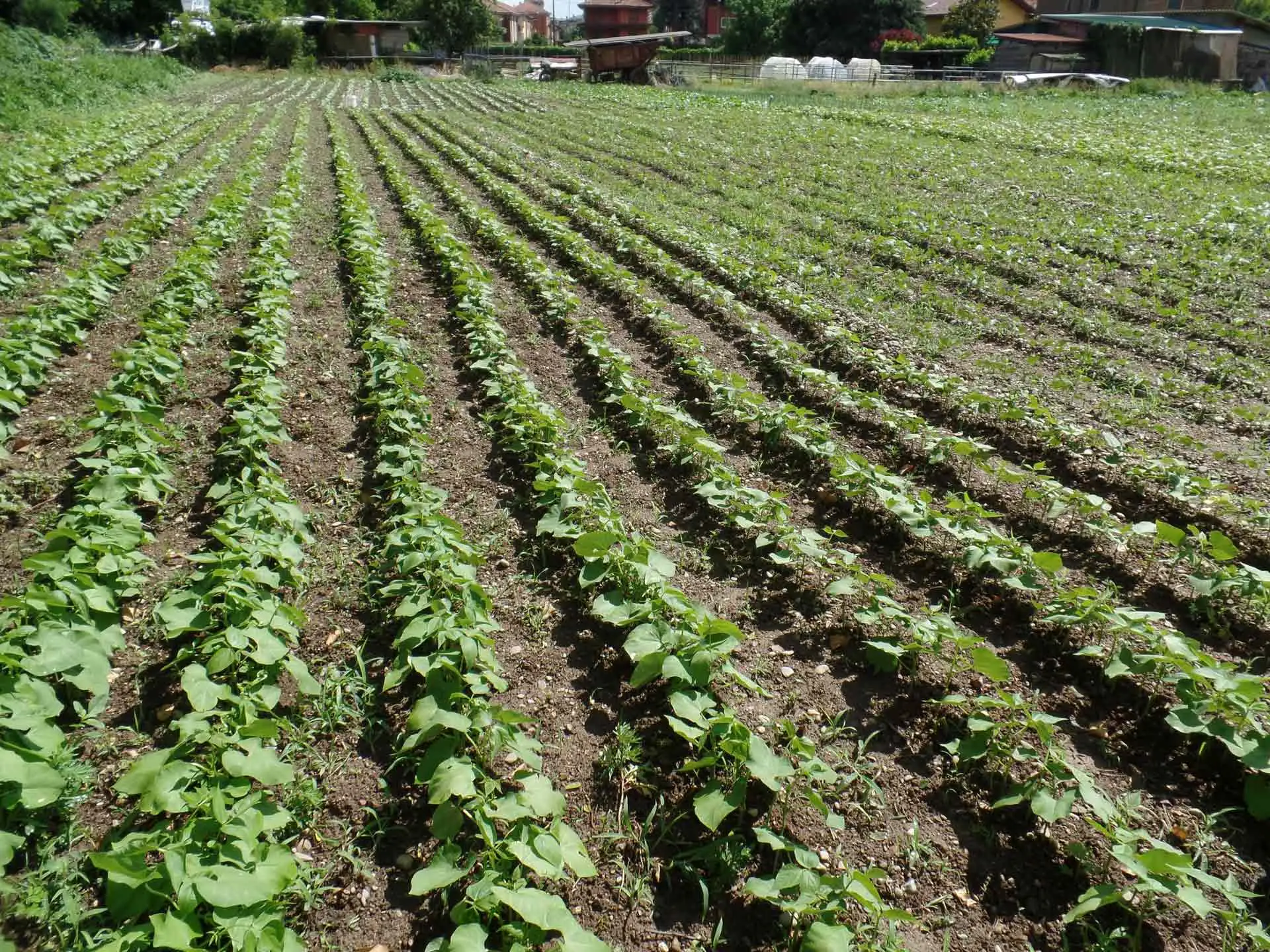 Terreno agricolo inutilizzato? La strategia per trasformarlo in una rendita stabile da oggi Terreno agricolo inutilizzato? La strategia per trasformarlo in una rendita stabile da oggi