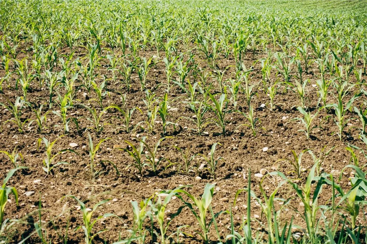 Terreno agricolo inutilizzato? La strategia per trasformarlo in una rendita stabile da oggi Terreno agricolo inutilizzato? La strategia per trasformarlo in una rendita stabile da oggi