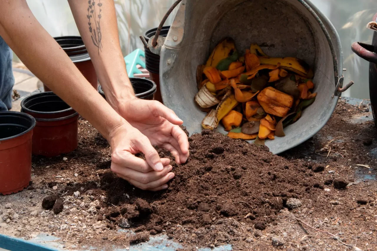 5 trucchi per proteggere le radici delle piante dal caldo di giugno secondo gli esperti 5 trucchi per proteggere le radici delle piante dal caldo di giugno secondo gli esperti
