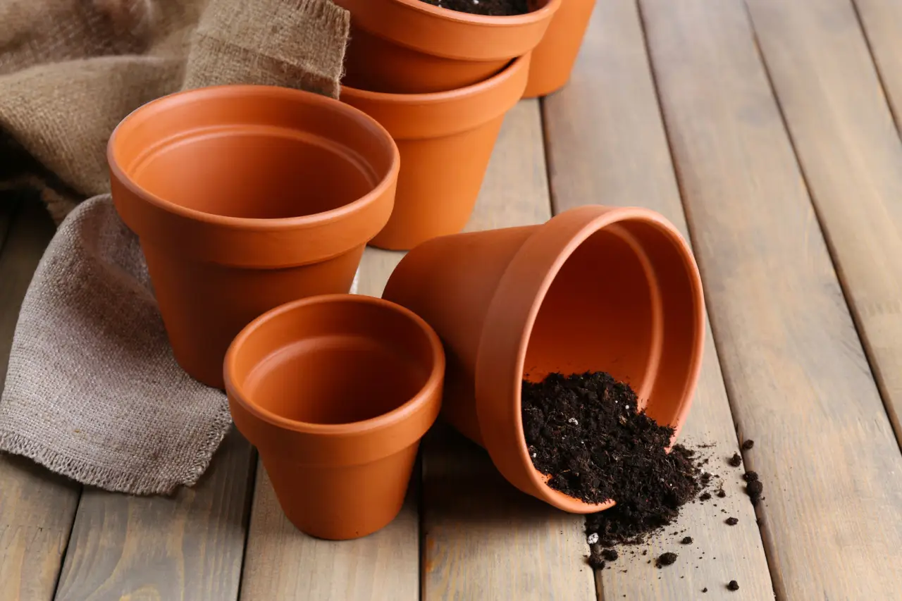 Ecco come evitare la muffa nei vasi in estate: la soluzione naturale raccomandata dai botanici Ecco come evitare la muffa nei vasi in estate: la soluzione naturale raccomandata dai botanici