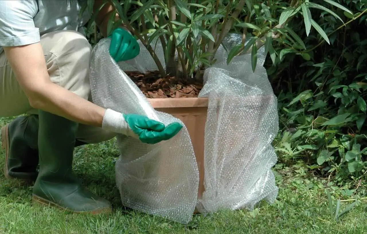 Ecco come evitare la muffa nei vasi in estate: la soluzione naturale raccomandata dai botanici Ecco come evitare la muffa nei vasi in estate: la soluzione naturale raccomandata dai botanici