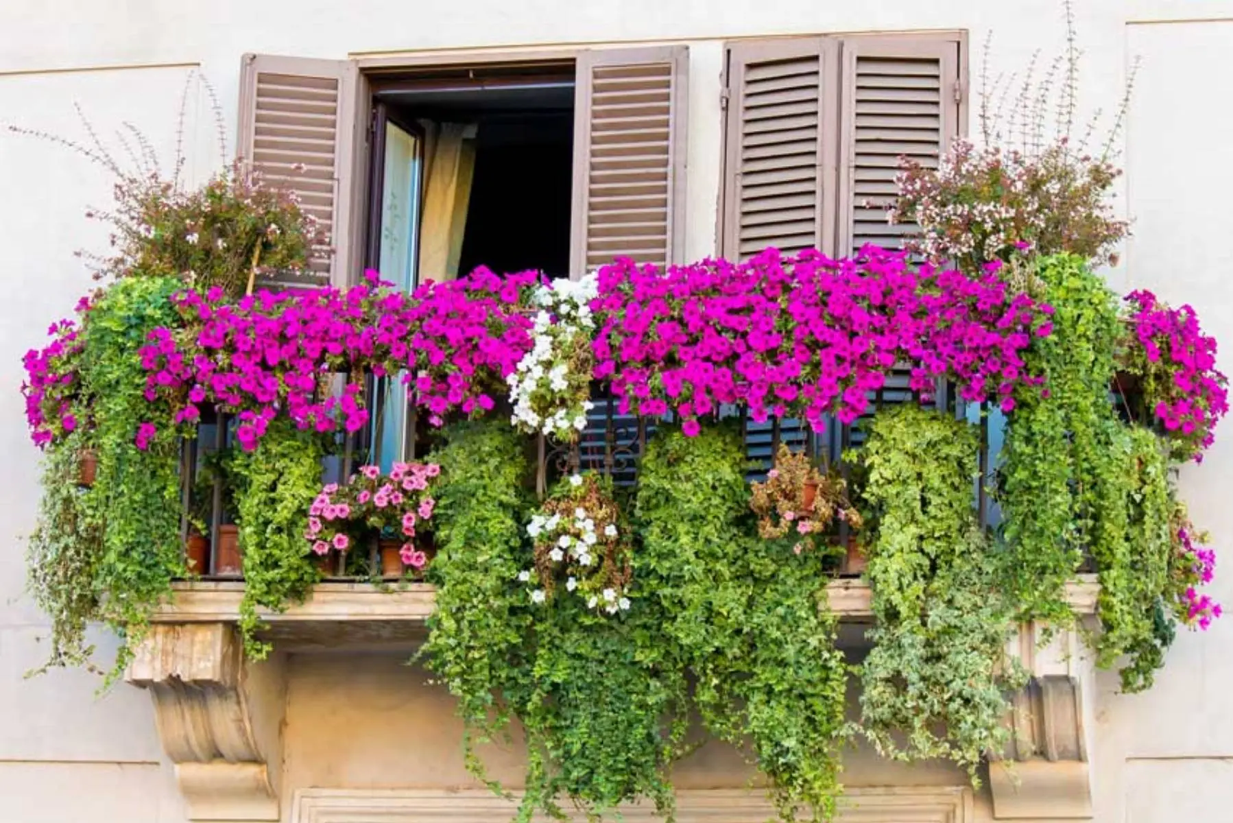 Come creare una barriera verde contro il vento: le varietà di arbusti selezionate dai vivaisti Come creare una barriera verde contro il vento: le varietà di arbusti selezionate dai vivaisti
