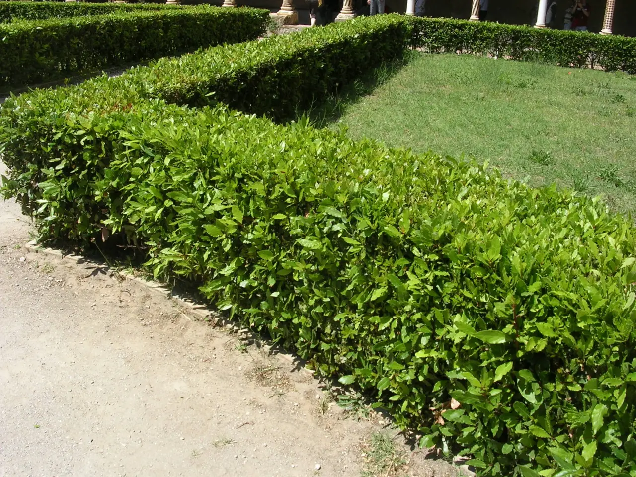 Problemi nel tuo giardino? Ecco il rivoluzionario metodo del bicarbonato! Problemi nel tuo giardino? Ecco il rivoluzionario metodo del bicarbonato!