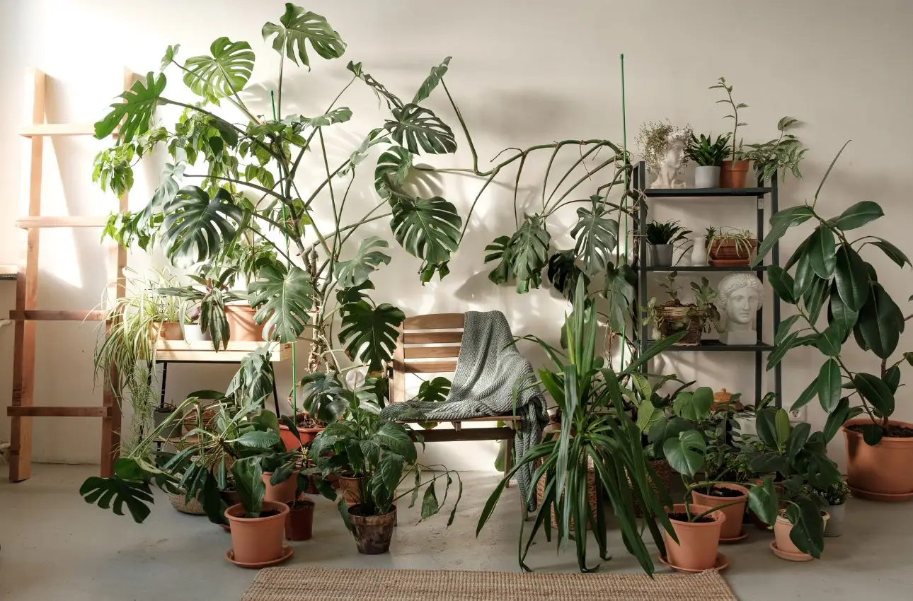 Vuoi una casa più fresca? Queste piante d’appartamento abbassano la temperatura secondo la Società Botanica Italiana Vuoi una casa più fresca? Queste piante d’appartamento abbassano la temperatura secondo la Società Botanica Italiana