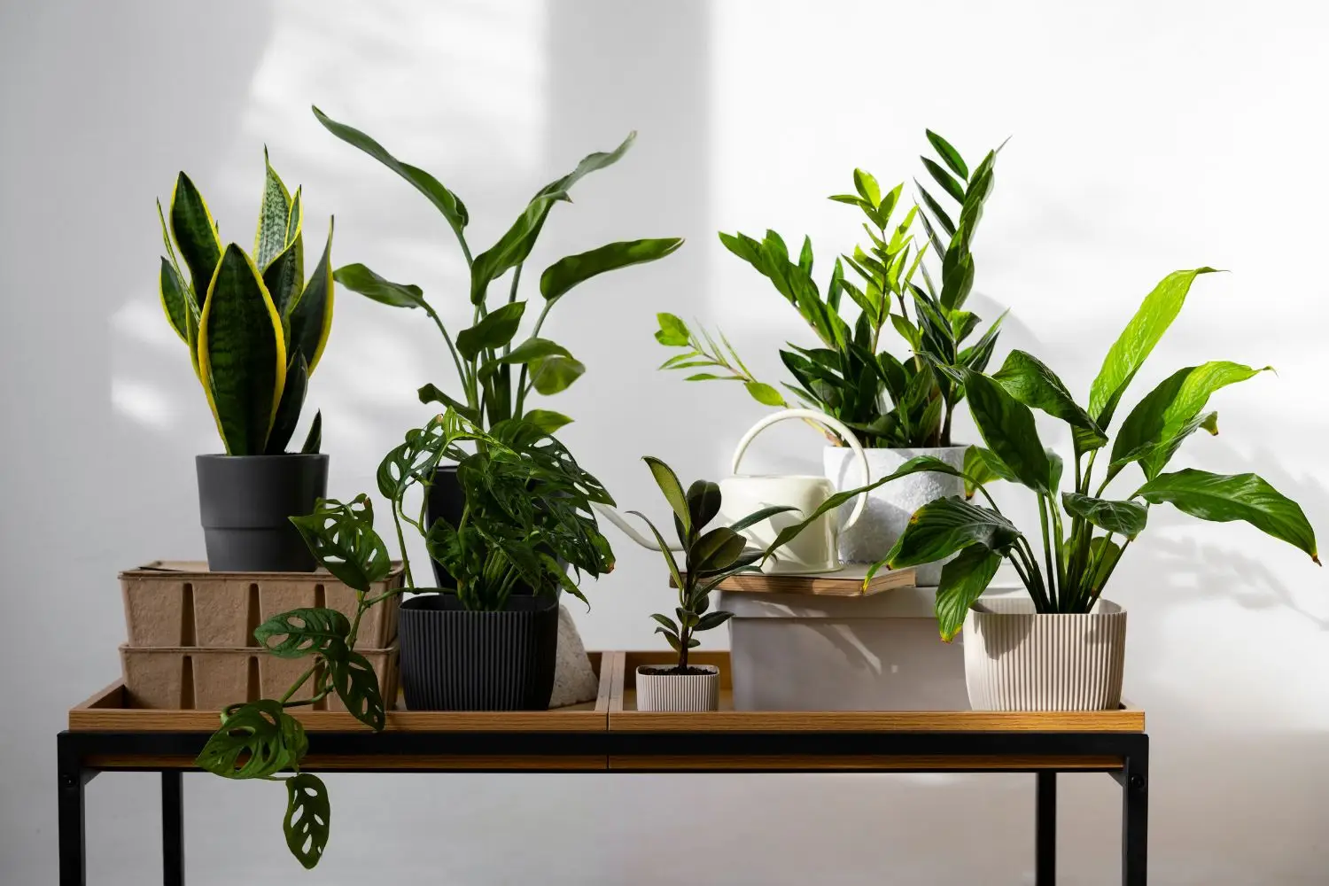 Vuoi una casa più fresca? Queste piante d’appartamento abbassano la temperatura secondo la Società Botanica Italiana Vuoi una casa più fresca? Queste piante d’appartamento abbassano la temperatura secondo la Società Botanica Italiana