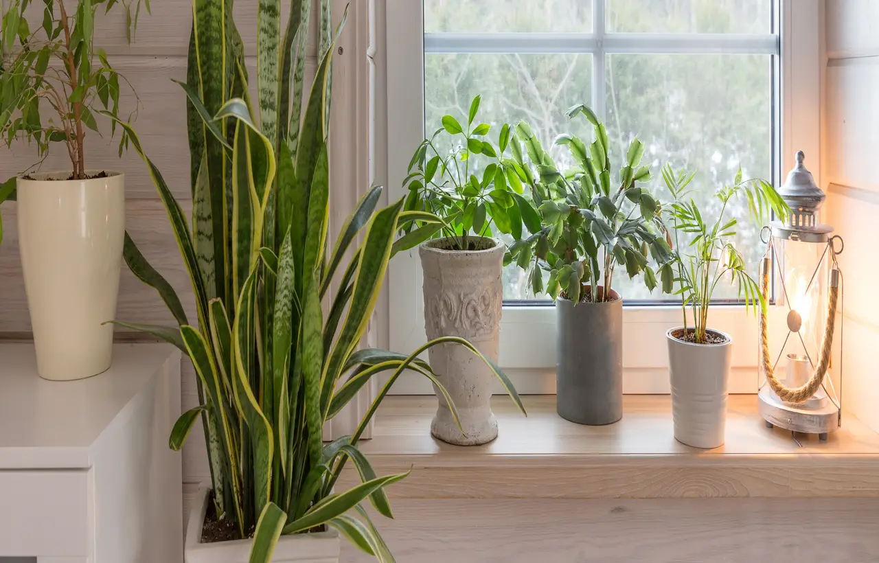 Vuoi una casa più fresca? Queste piante d’appartamento abbassano la temperatura secondo la Società Botanica Italiana Vuoi una casa più fresca? Queste piante d’appartamento abbassano la temperatura secondo la Società Botanica Italiana