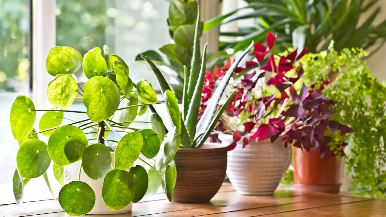 Vuoi una casa più fresca? Queste piante d’appartamento abbassano la temperatura secondo la Società Botanica Italiana Vuoi una casa più fresca? Queste piante d’appartamento abbassano la temperatura secondo la Società Botanica Italiana