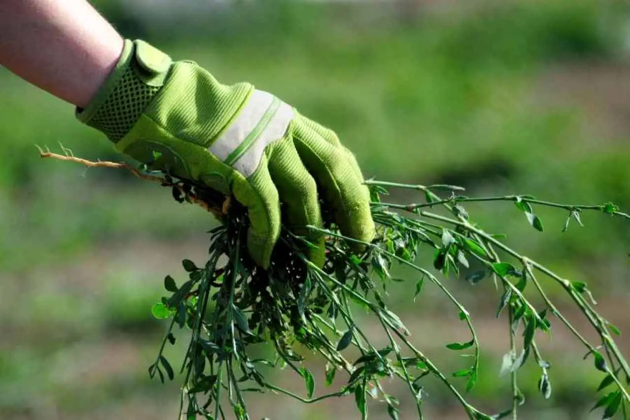Il trucco del cartone in giardino: come eliminare le erbacce senza prodotti chimici Il trucco del cartone in giardino: come eliminare le erbacce senza prodotti chimici
