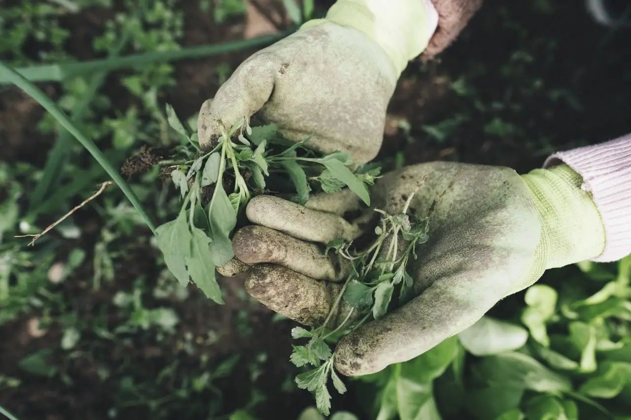 Il trucco del cartone in giardino: come eliminare le erbacce senza prodotti chimici Il trucco del cartone in giardino: come eliminare le erbacce senza prodotti chimici