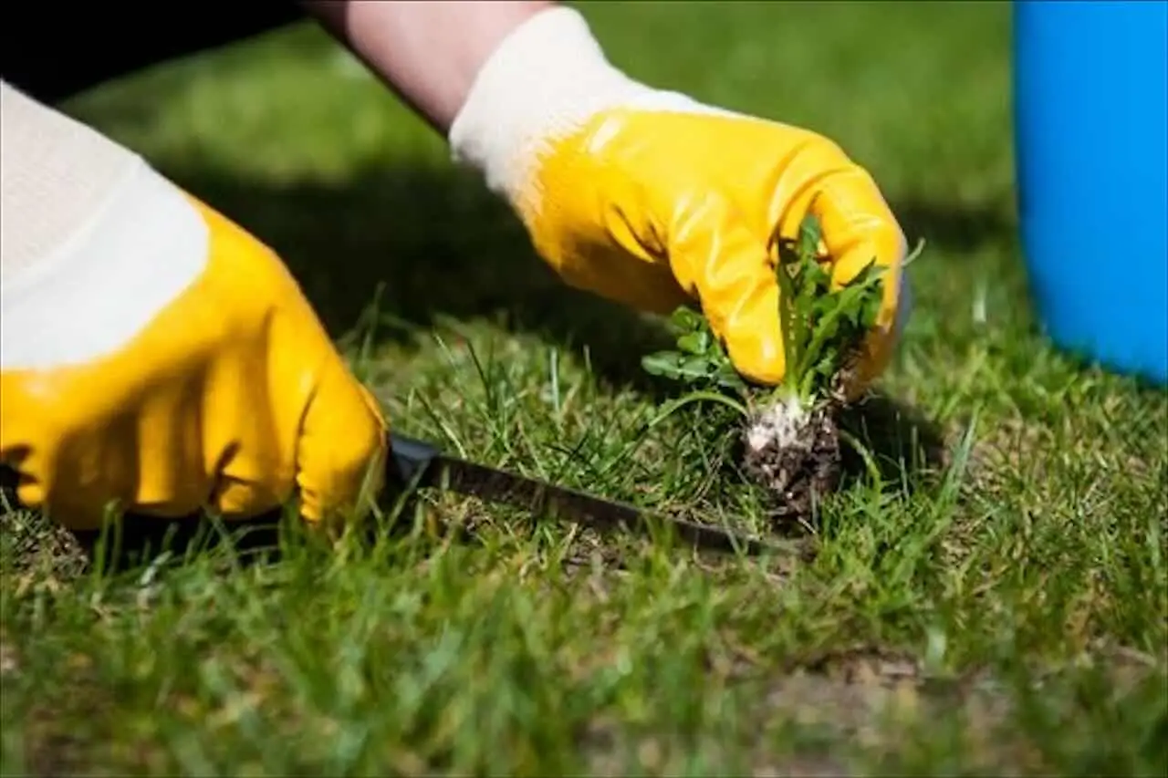 Il trucco del cartone in giardino: come eliminare le erbacce senza prodotti chimici Il trucco del cartone in giardino: come eliminare le erbacce senza prodotti chimici