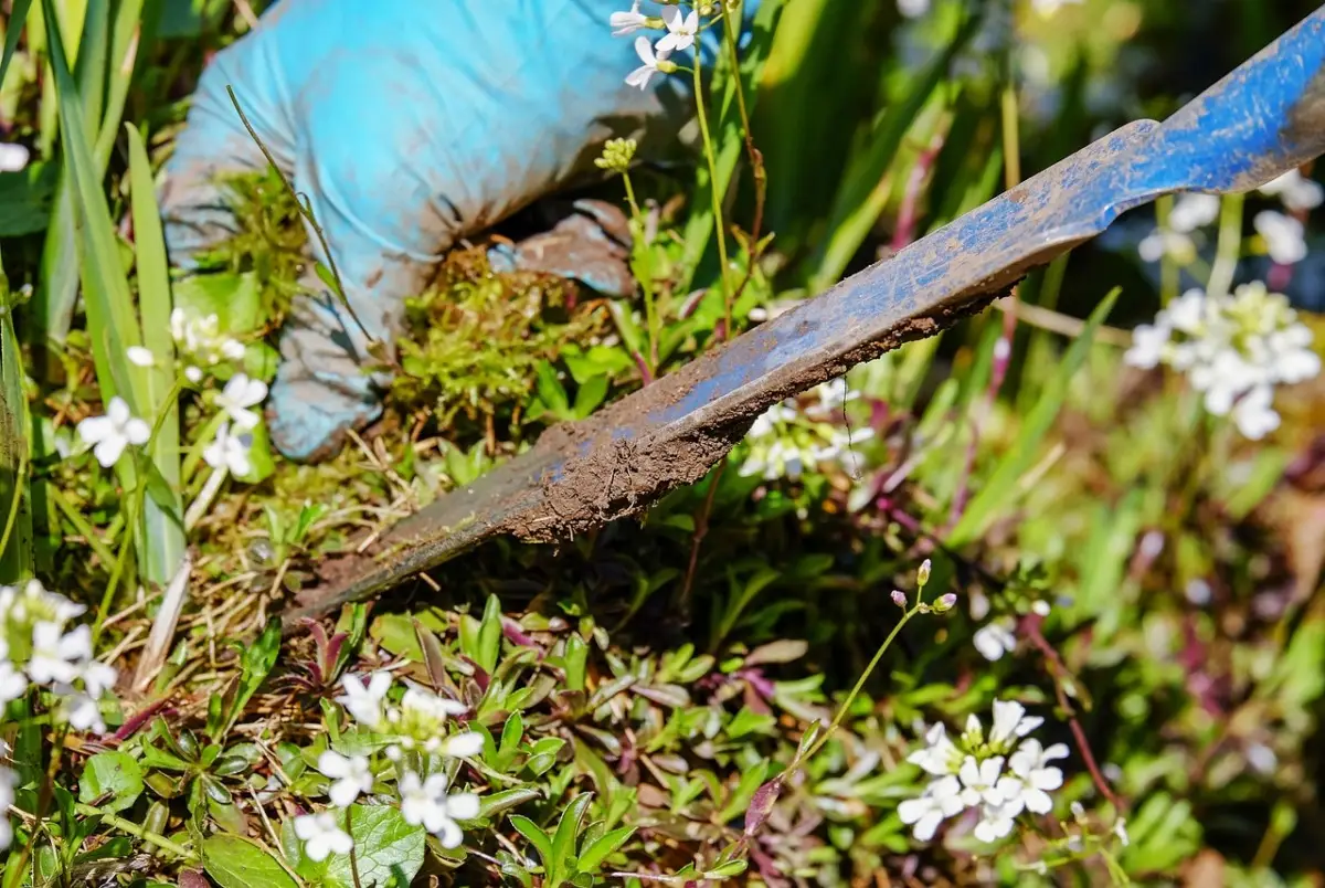 Il trucco del cartone in giardino: come eliminare le erbacce senza prodotti chimici Il trucco del cartone in giardino: come eliminare le erbacce senza prodotti chimici
