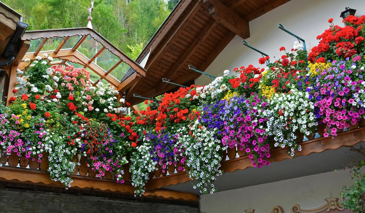 Balcone sempre fiorito a giugno: scopri le varietà che resistono al sole estivo Balcone sempre fiorito a giugno: scopri le varietà che resistono al sole estivo