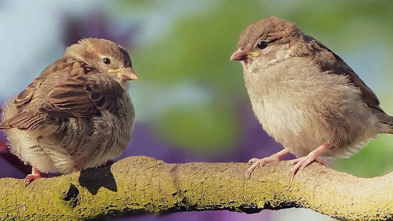 Come attirare più uccellini in giardino con il metodo naturale consigliato dagli ornitologi Come attirare più uccellini in giardino con il metodo naturale consigliato dagli ornitologi