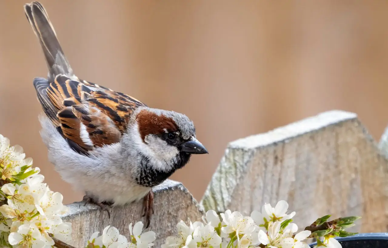 Come attirare più uccellini in giardino con il metodo naturale consigliato dagli ornitologi Come attirare più uccellini in giardino con il metodo naturale consigliato dagli ornitologi