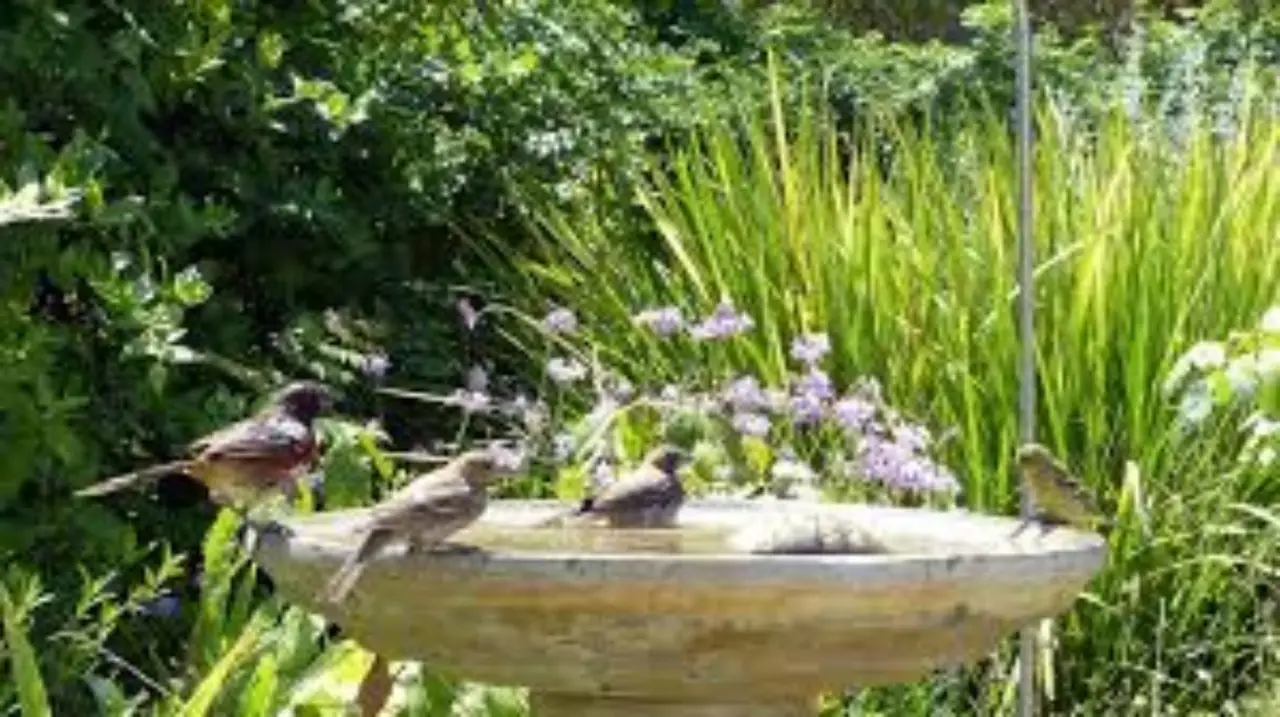 Come attirare più uccellini in giardino con il metodo naturale consigliato dagli ornitologi Come attirare più uccellini in giardino con il metodo naturale consigliato dagli ornitologi