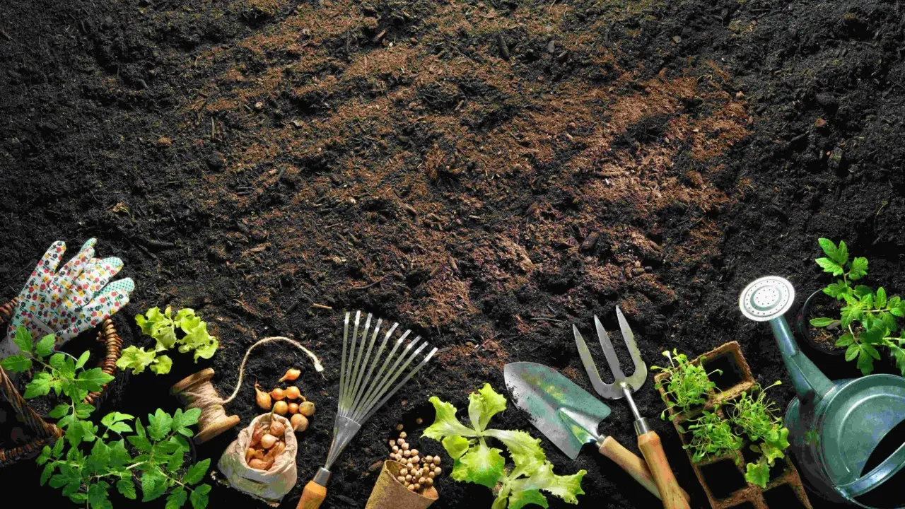 Come ridurre l’evaporazione dai vasi a giugno: il trucco della pacciamatura naturale raccomandato dagli agronomi Come ridurre l’evaporazione dai vasi a giugno: il trucco della pacciamatura naturale raccomandato dagli agronomi