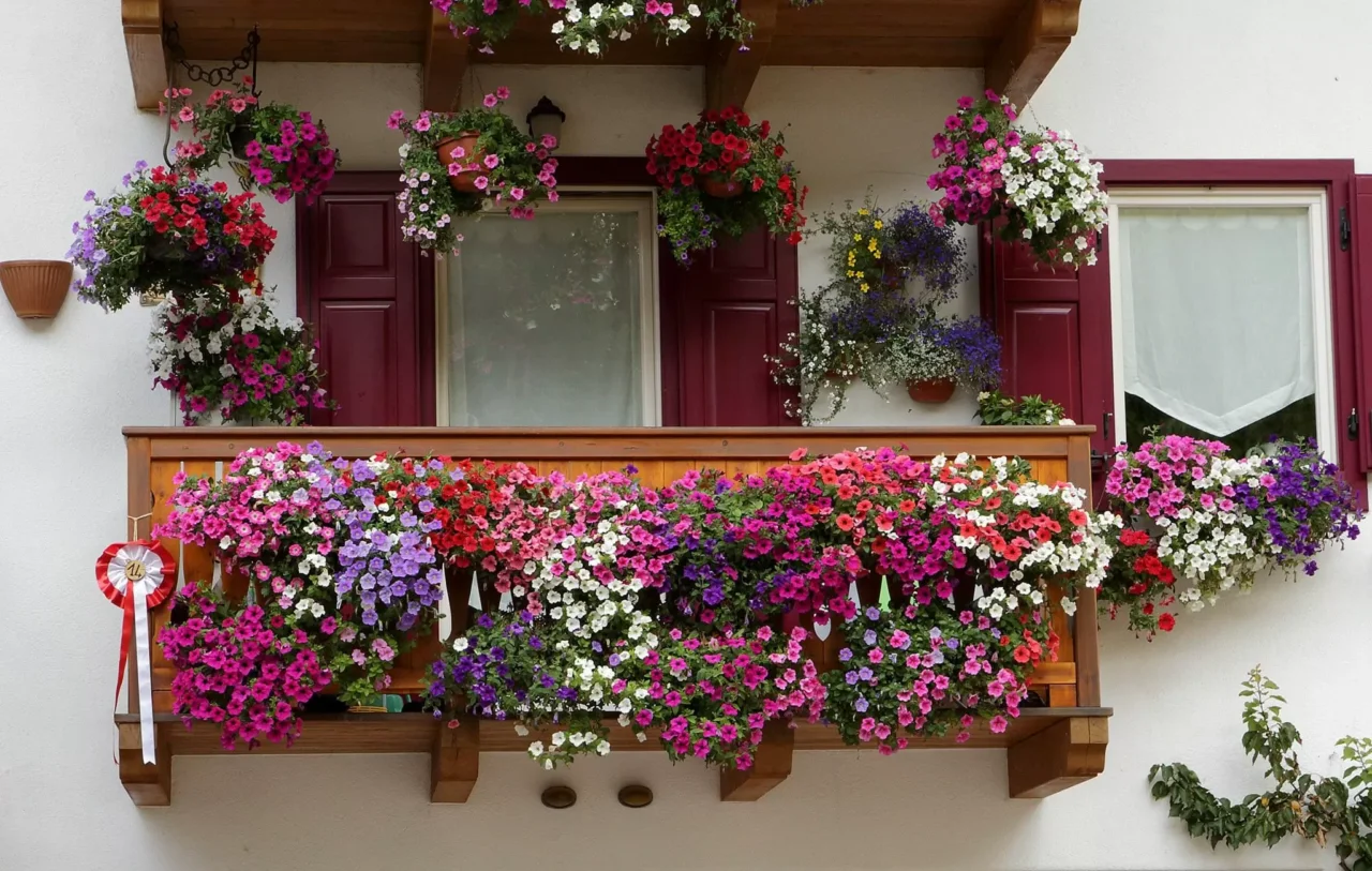 Balcone sempre fiorito a giugno? Scopri i cinque fiori che resistono al vento secondo i vivaisti Balcone sempre fiorito a giugno? Scopri i cinque fiori che resistono al vento secondo i vivaisti