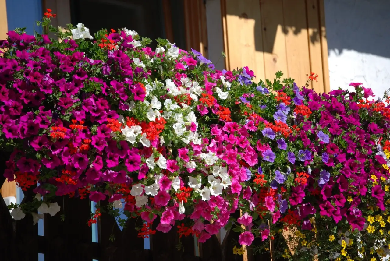 Balcone sempre fiorito a giugno? Scopri i cinque fiori che resistono al vento secondo i vivaisti Balcone sempre fiorito a giugno? Scopri i cinque fiori che resistono al vento secondo i vivaisti