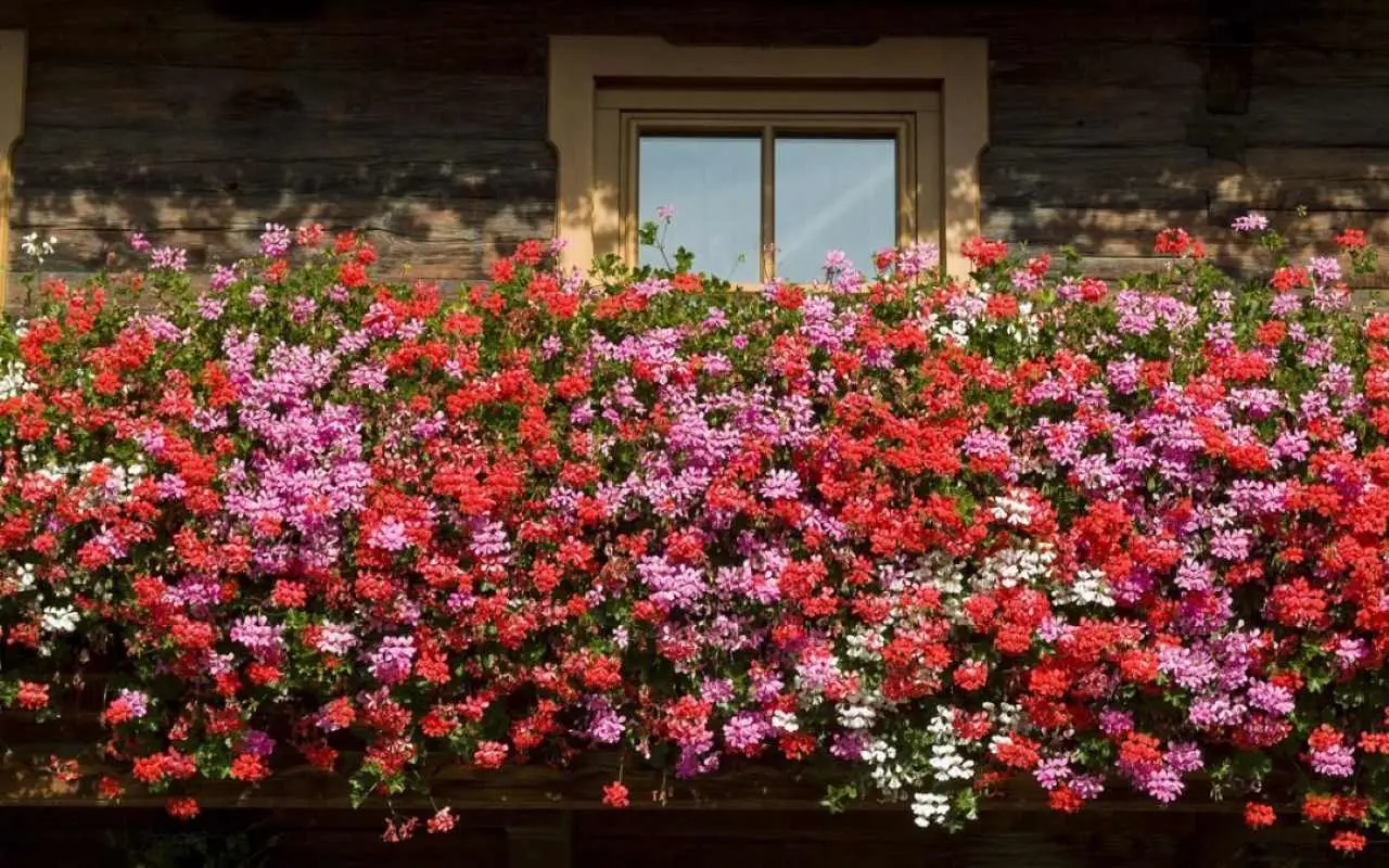 Balcone sempre fiorito a giugno? Scopri i cinque fiori che resistono al vento secondo i vivaisti Balcone sempre fiorito a giugno? Scopri i cinque fiori che resistono al vento secondo i vivaisti