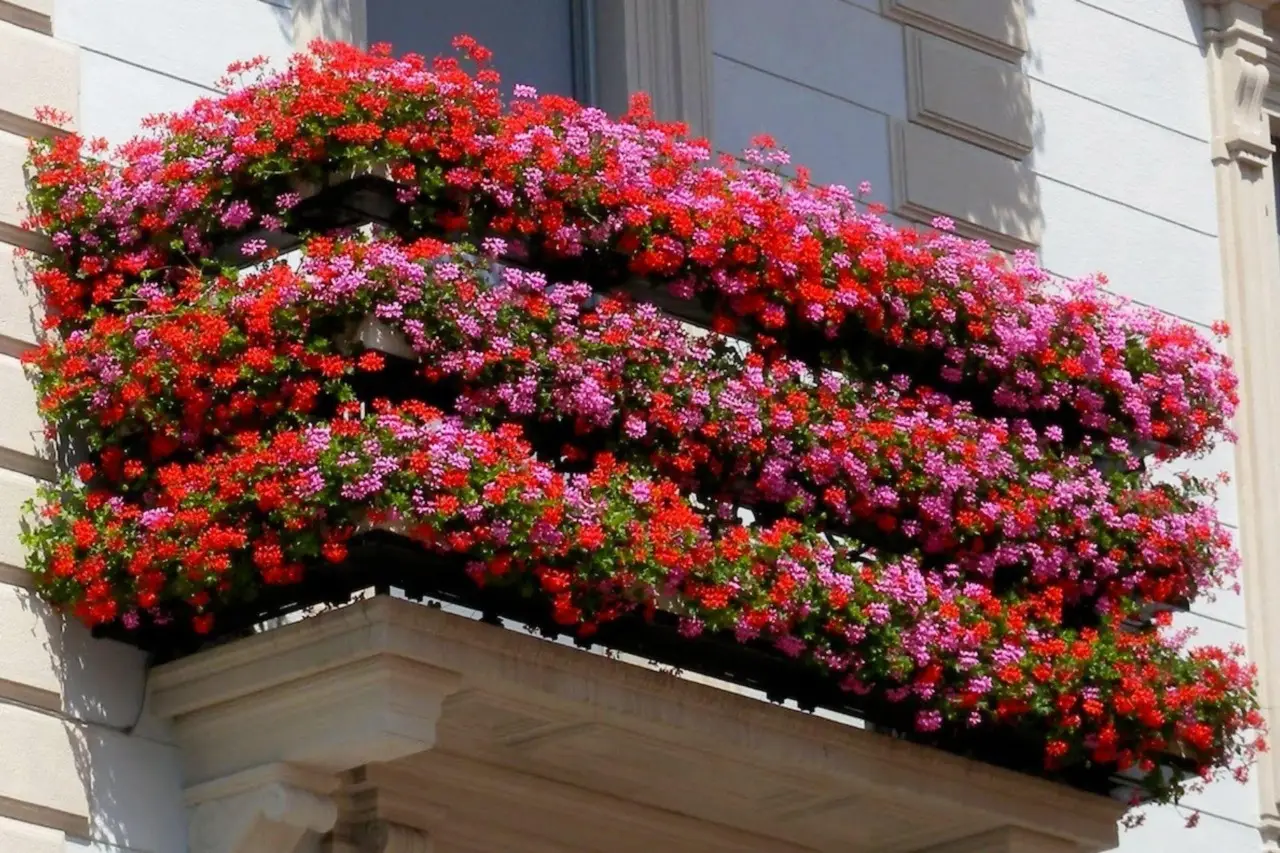 Balcone sempre fiorito a giugno? Scopri i cinque fiori che resistono al vento secondo i vivaisti Balcone sempre fiorito a giugno? Scopri i cinque fiori che resistono al vento secondo i vivaisti