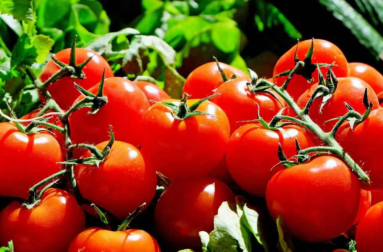 Come difendere i pomodori dal marciume apicale: la soluzione naturale consigliata dagli orticoltori per giugno Come difendere i pomodori dal marciume apicale: la soluzione naturale consigliata dagli orticoltori per giugno