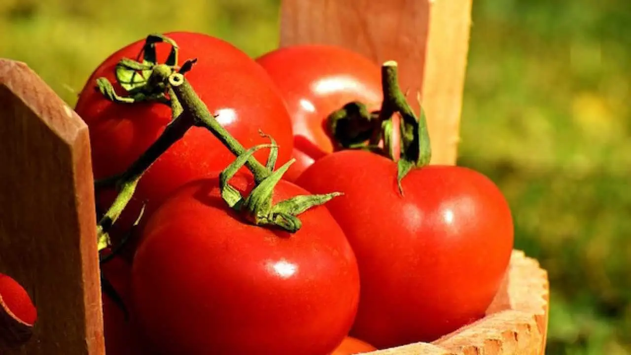 Come difendere i pomodori dal marciume apicale: la soluzione naturale consigliata dagli orticoltori per giugno Come difendere i pomodori dal marciume apicale: la soluzione naturale consigliata dagli orticoltori per giugno