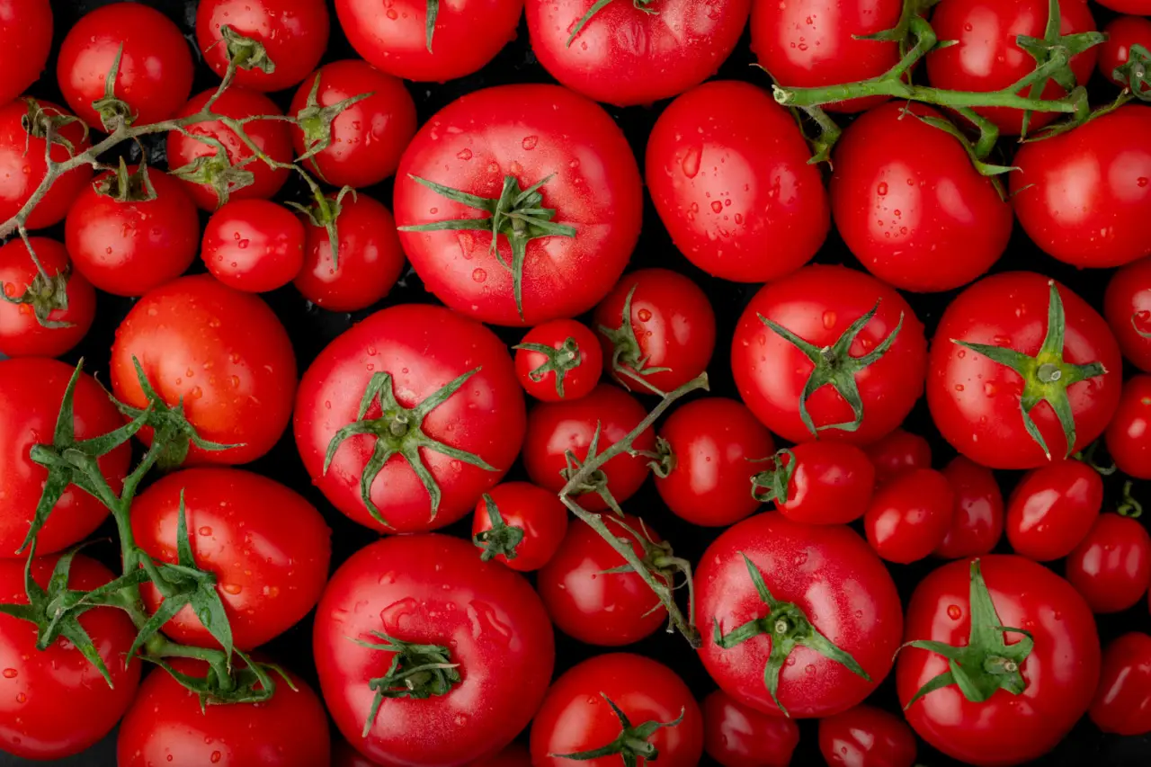 Come difendere i pomodori dal marciume apicale: la soluzione naturale consigliata dagli orticoltori per giugno Come difendere i pomodori dal marciume apicale: la soluzione naturale consigliata dagli orticoltori per giugno