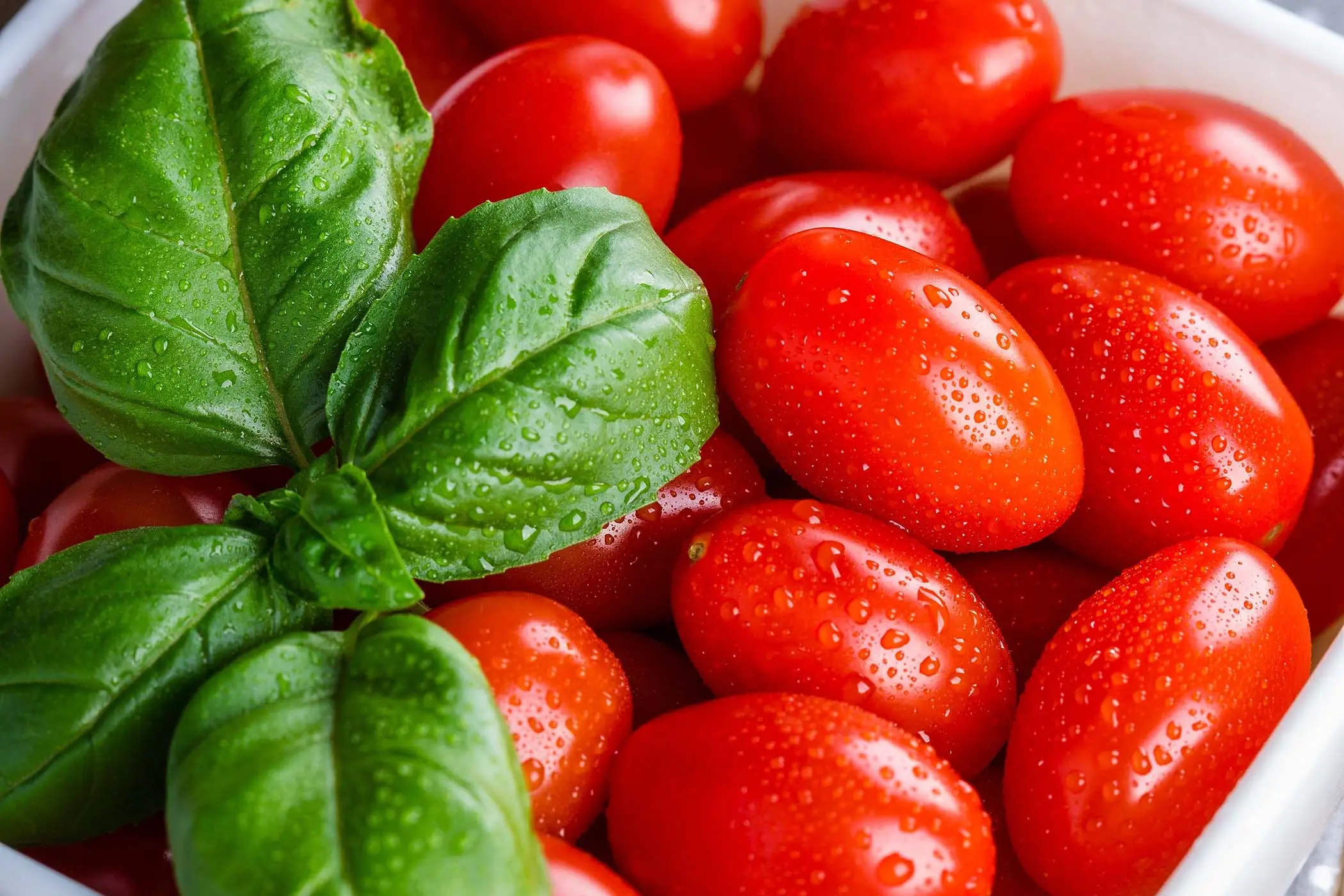 Come difendere i pomodori dal marciume apicale: la soluzione naturale consigliata dagli orticoltori per giugno Come difendere i pomodori dal marciume apicale: la soluzione naturale consigliata dagli orticoltori per giugno