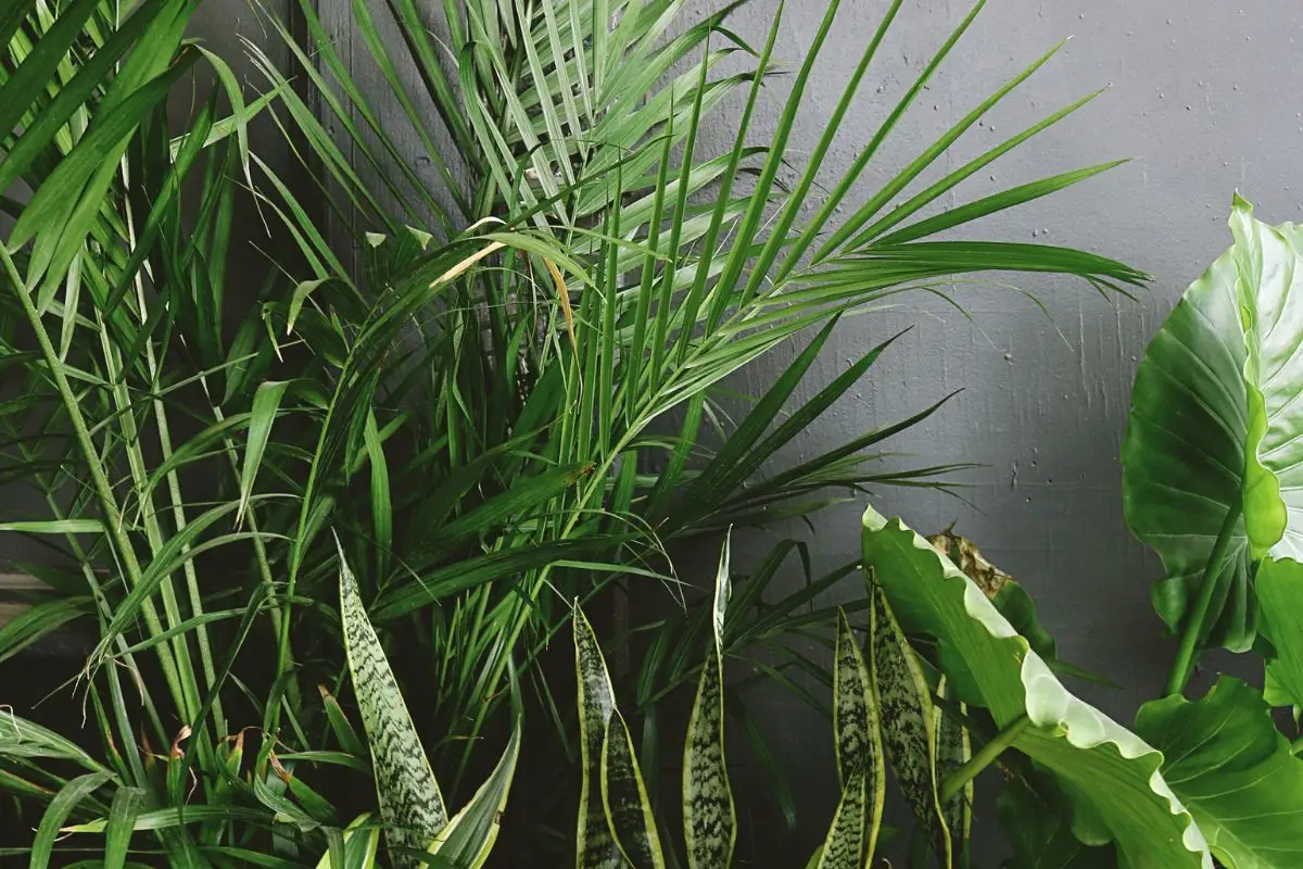 Verde indoor: piante tropicali e rare per ambienti da vivere Verde indoor: piante tropicali e rare per ambienti da vivere