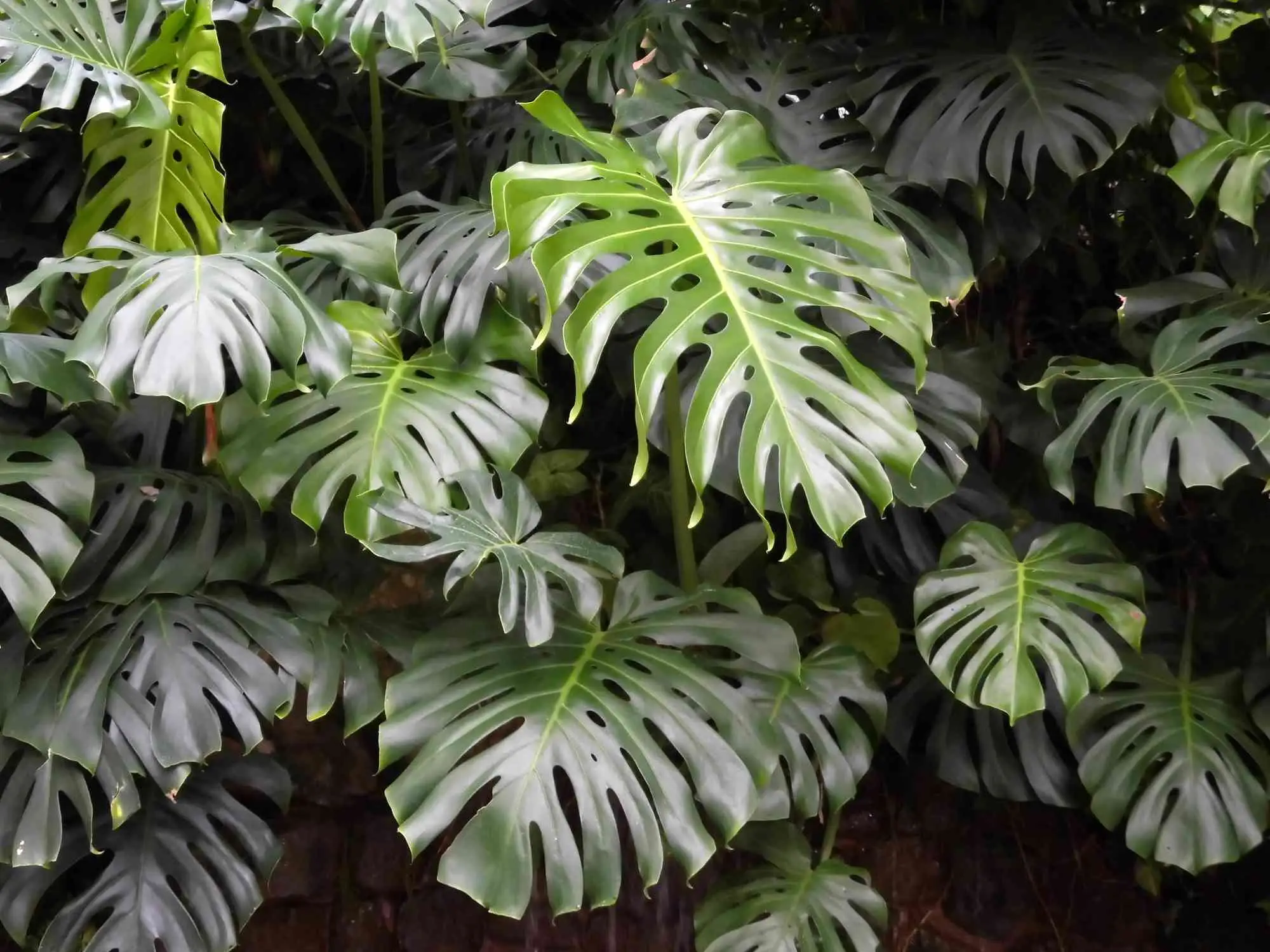 Verde indoor: piante tropicali e rare per ambienti da vivere Verde indoor: piante tropicali e rare per ambienti da vivere