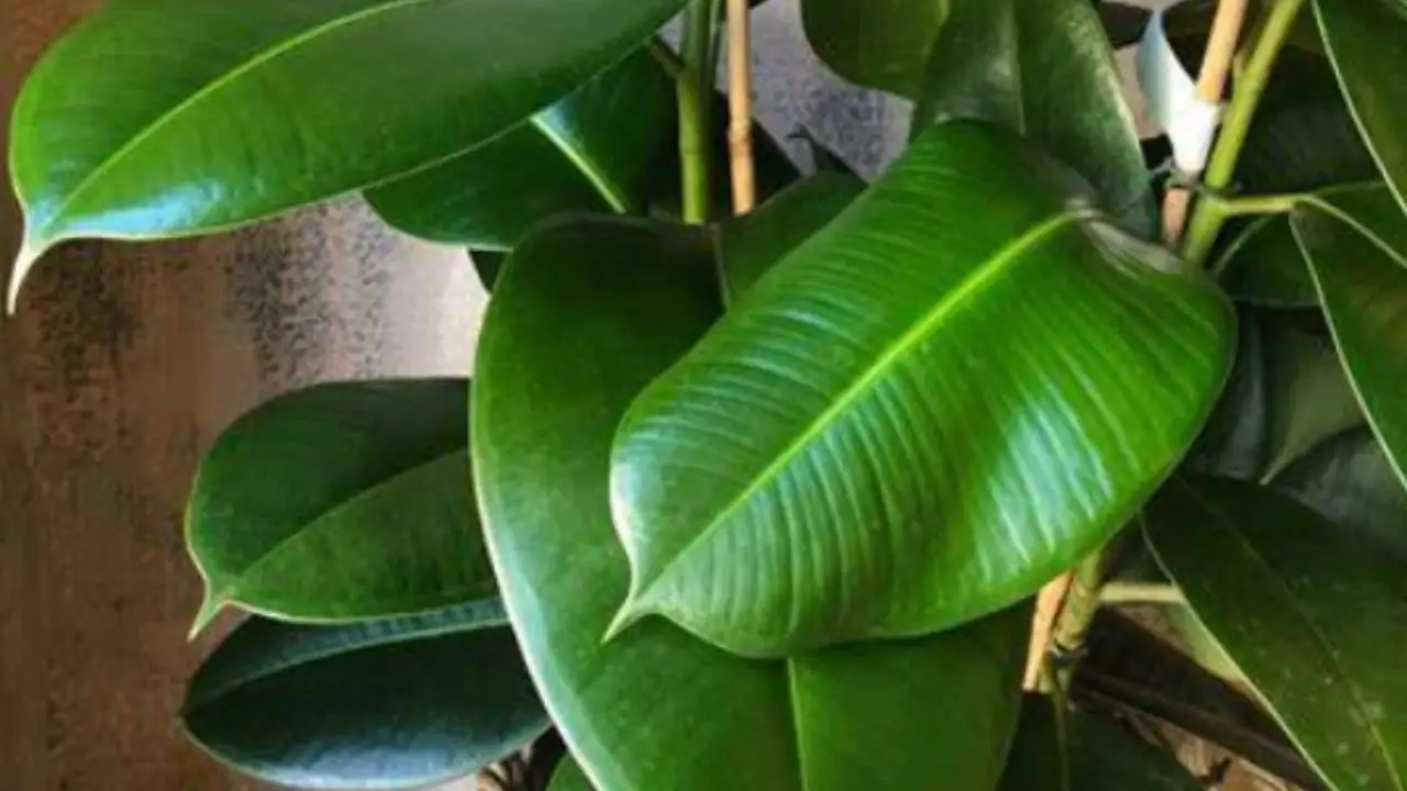 Verde indoor: piante tropicali e rare per ambienti da vivere Verde indoor: piante tropicali e rare per ambienti da vivere