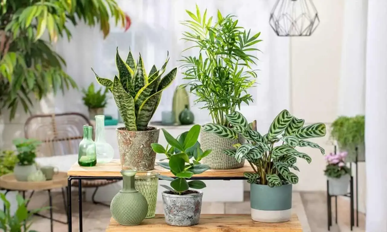 Verde indoor: piante tropicali e rare per ambienti da vivere Verde indoor: piante tropicali e rare per ambienti da vivere