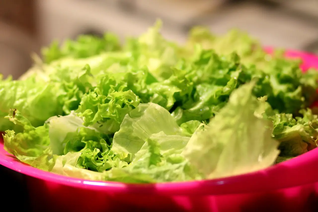 Il segreto per avere insalata fresca ogni settimana in estate: la rotazione varietale spiegata dagli agronomi Il segreto per avere insalata fresca ogni settimana in estate: la rotazione varietale spiegata dagli agronomi