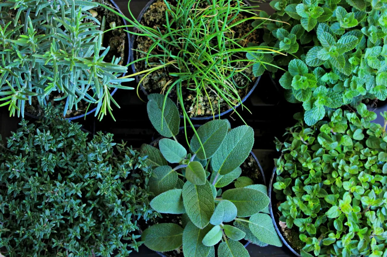 Come proteggere le piante aromatiche dal caldo di giugno: il consiglio pratico per balconi esposti Come proteggere le piante aromatiche dal caldo di giugno: il consiglio pratico per balconi esposti