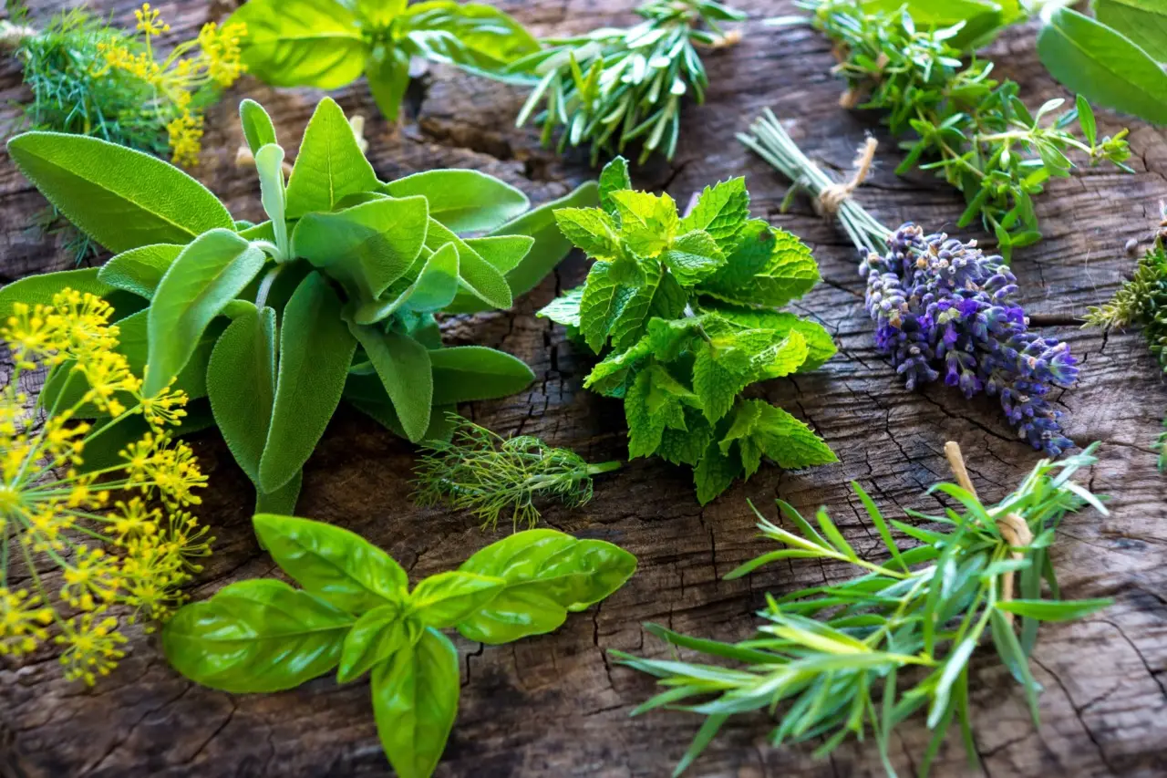 Come proteggere le piante aromatiche dal caldo di giugno: il consiglio pratico per balconi esposti Come proteggere le piante aromatiche dal caldo di giugno: il consiglio pratico per balconi esposti