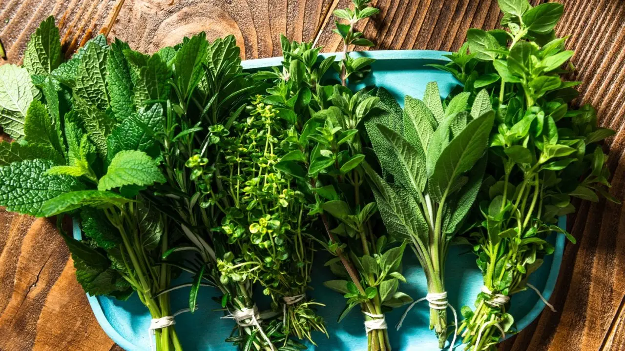 Come proteggere le piante aromatiche dal caldo di giugno: il consiglio pratico per balconi esposti Come proteggere le piante aromatiche dal caldo di giugno: il consiglio pratico per balconi esposti