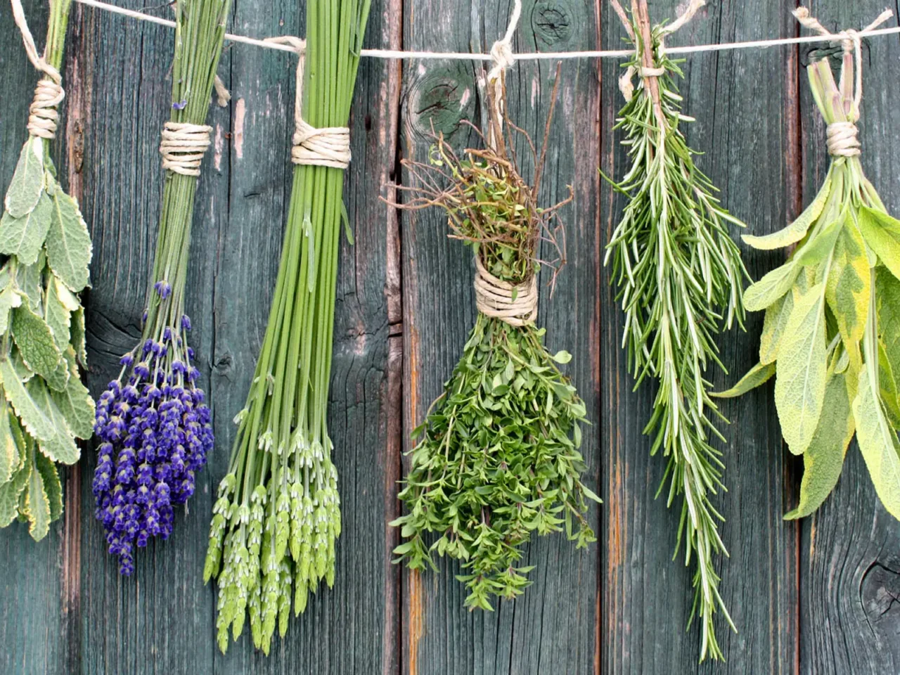 Come proteggere le piante aromatiche dal caldo di giugno: il consiglio pratico per balconi esposti Come proteggere le piante aromatiche dal caldo di giugno: il consiglio pratico per balconi esposti