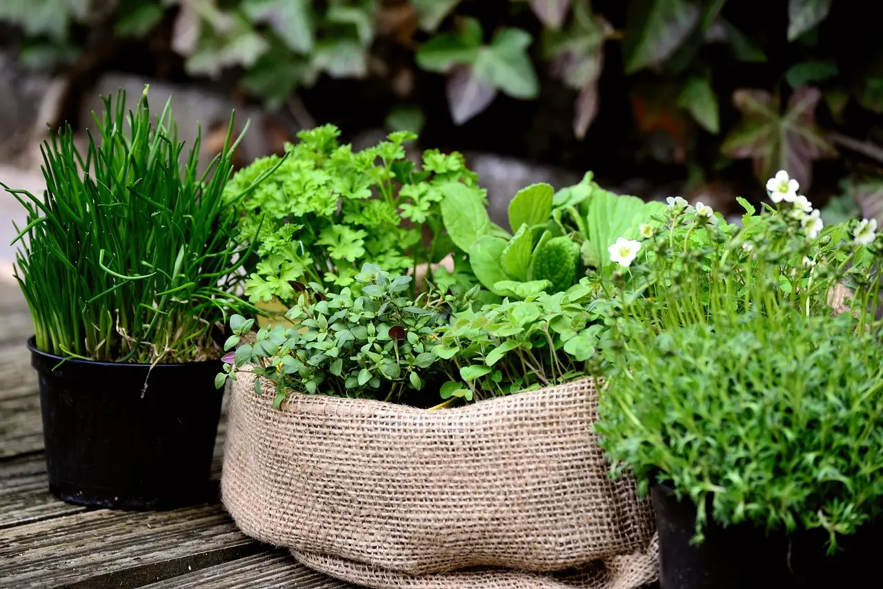 Come proteggere le piante aromatiche dal caldo di giugno: il consiglio pratico per balconi esposti Come proteggere le piante aromatiche dal caldo di giugno: il consiglio pratico per balconi esposti