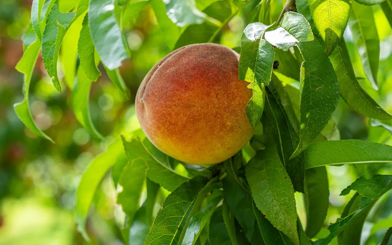 Come difendere il pesco dalle malattie estive: la soluzione naturale raccomandata dagli agronomi Come difendere il pesco dalle malattie estive: la soluzione naturale raccomandata dagli agronomi